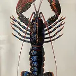 L'albatros 酒店 圣特罗让莱班